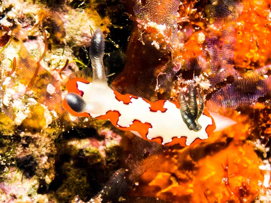 Goniobranchus fidelis